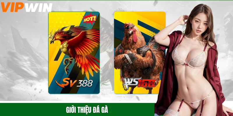 Giới thiệu đá gà VIPWIN