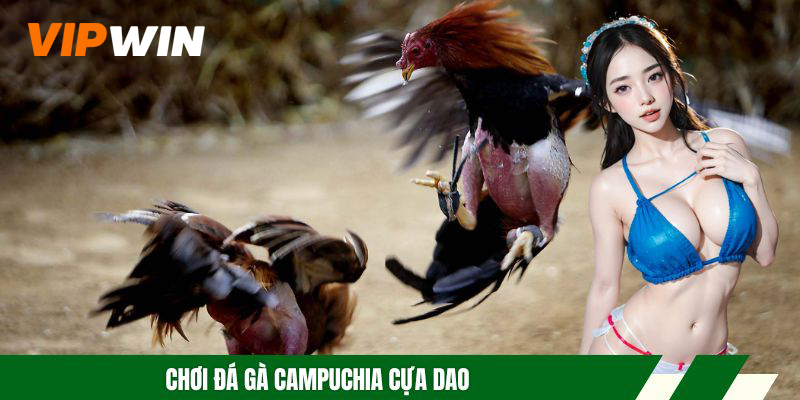 Chơi đá gà Campuchia cựa dao