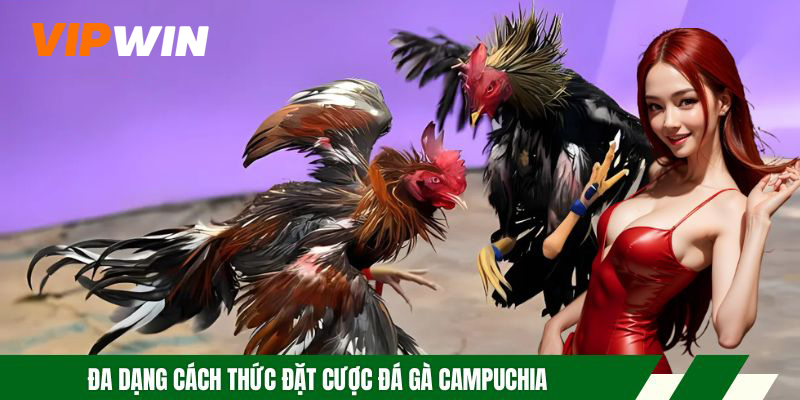 Đa dạng cách thức đặt cược đá gà Campuchia