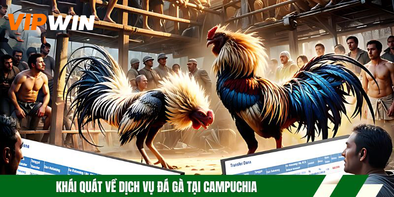 Khái quát về dịch vụ đá gà tại Campuchia