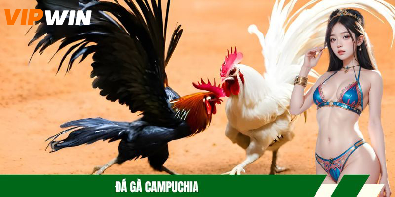 Đá Gà Campuchia – 3 Thể Thức Trận Đấu Hấp Dẫn Hàng Đầu