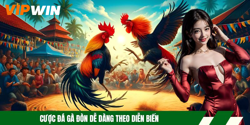 Đá Gà Đòn - Hình Thức Cược Uy Tín, Đa Dạng Trận Đấu Hot 5 Cược đá gà đòn dễ dàng theo diễn biến