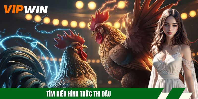 Đá Gà Đòn - Hình Thức Cược Uy Tín, Đa Dạng Trận Đấu Hot 4 Tìm hiểu hình thức thi đấu