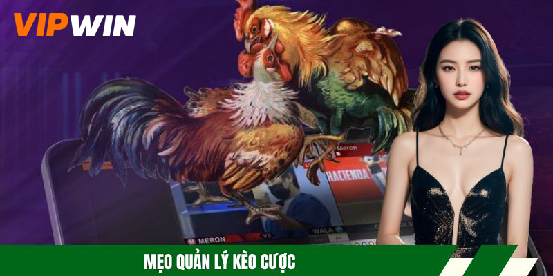 Đá Gà Đòn - Hình Thức Cược Uy Tín, Đa Dạng Trận Đấu Hot 6 Mẹo quản lý kèo cược