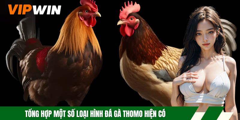 Tổng hợp một số loại hình đá gà Thomo hiện có
