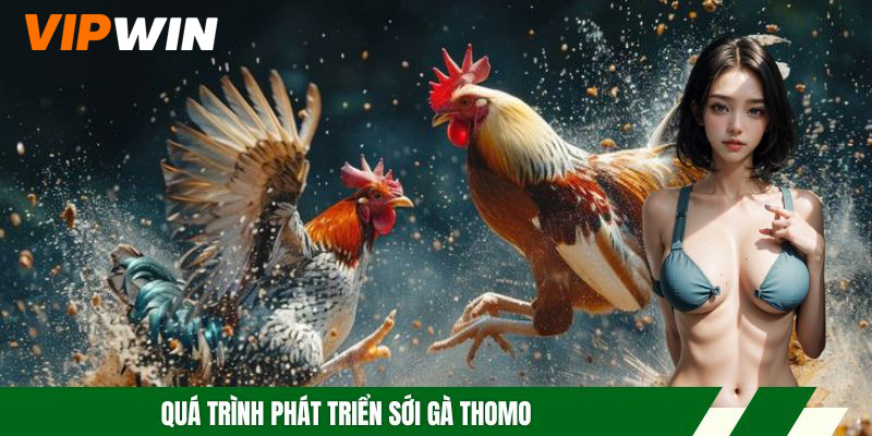 Quá trình phát triển sới gà Thomo