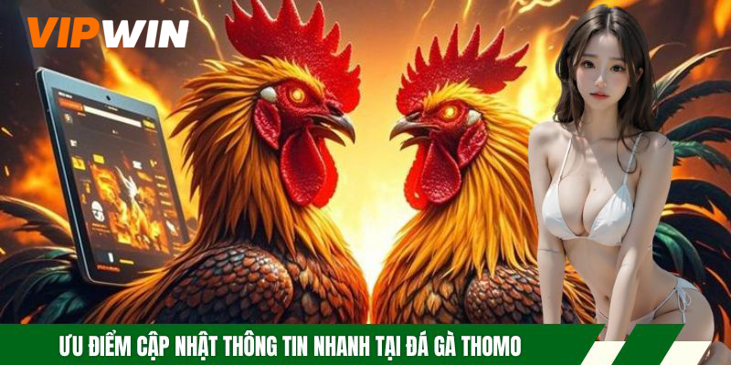 Ưu điểm cập nhật thông tin nhanh tại đá gà Thomo
