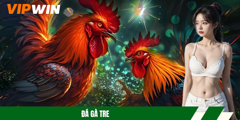 Đá Gà Tre – Sân Chơi Kịch Tính Với Trận Đấu Đỉnh Cao