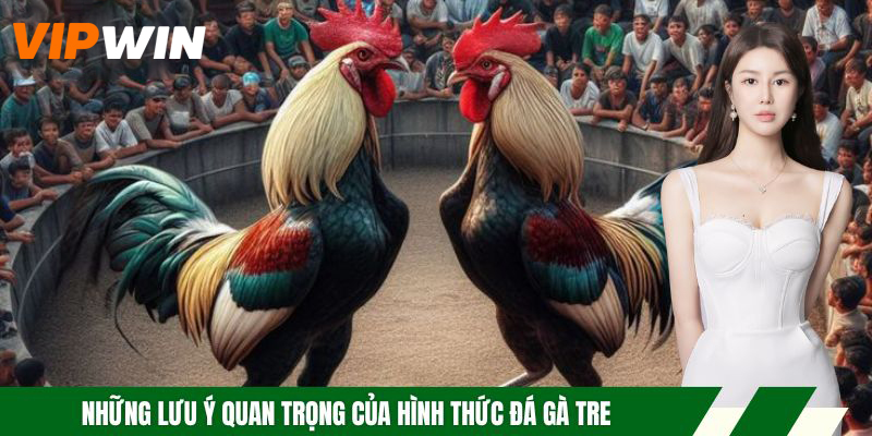 Những lưu ý quan trọng của hình thức đá gà tre