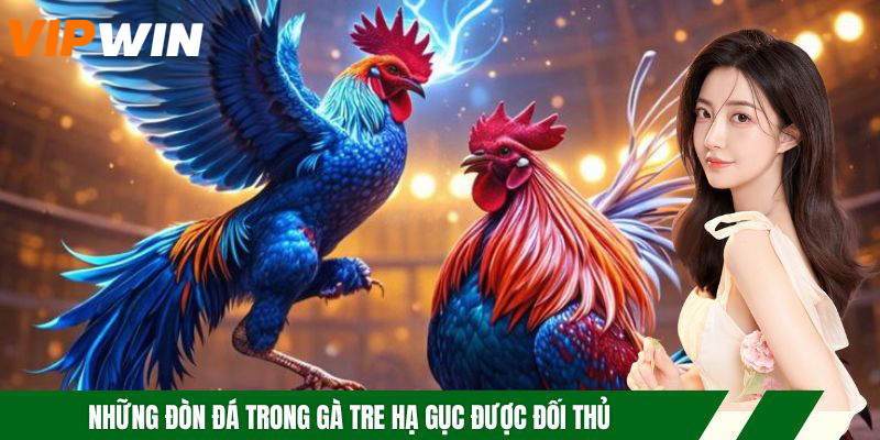 Những đòn đá trong gà tre hạ gục được đối thủ